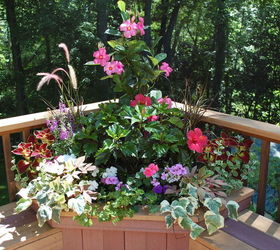 container plants that last till frost, container gardening, flowers, gardening, hibiscus, Mandevillas