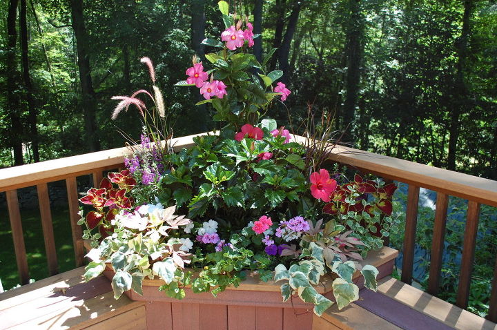 container plants that last till frost, container gardening, flowers, gardening, hibiscus, Mandevillas