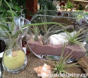 terrariums in all shapes and sizes, crafts, gardening, terrarium, Find cool glass bowls or jars add sand and shells and you can place these anywhere for an immediate green decor accent