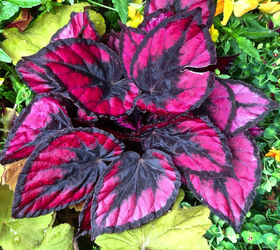 is your heart in the garden try these heart shaped plants, container gardening, flowers, gardening, hydrangea, Isn t the color of this Begonia leaf remarkable