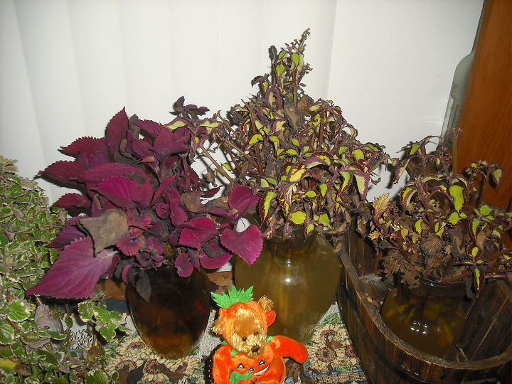 my succalent garden brought in for winter and coleus rooting for spring, gardening, One in the middle is sun loving too