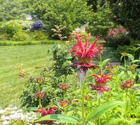 garden blooms june zone 6, container gardening, flowers, gardening, hibiscus, hydrangea, outdoor living, Bee balm June