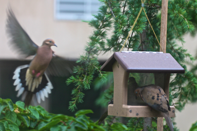 part 5 back story of tllg s rain or shine feeders, outdoor living, pets animals, urban living, MOURNING DOVE FLIES IN TO CHK OUT THE HH FEEDERS NEW LOCALE