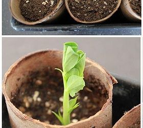 toilet paper roll seed starters, gardening, repurposing upcycling, Start Seedlings Indoors