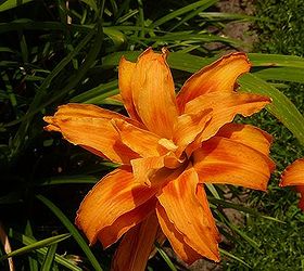 the good witches garden, gardening, Double Ruffle Daylillies