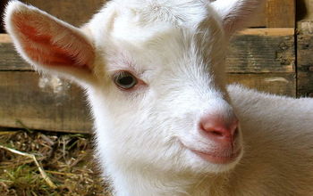 5 Best Dairy Goat Breeds for the Homestead