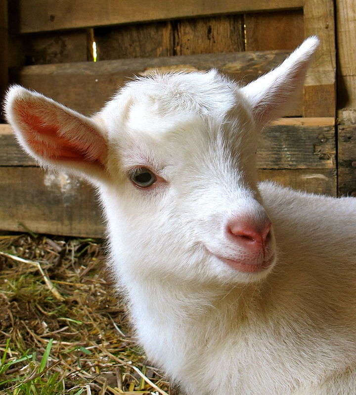5 best dairy goat breeds for the homestead, homesteading, You should ask yourself a few questions before choosing your breed such as how much milk you will need and how much space do you have to devote to goats