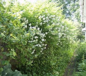 part of my front yard garden, flowers, gardening, my white rose hedge