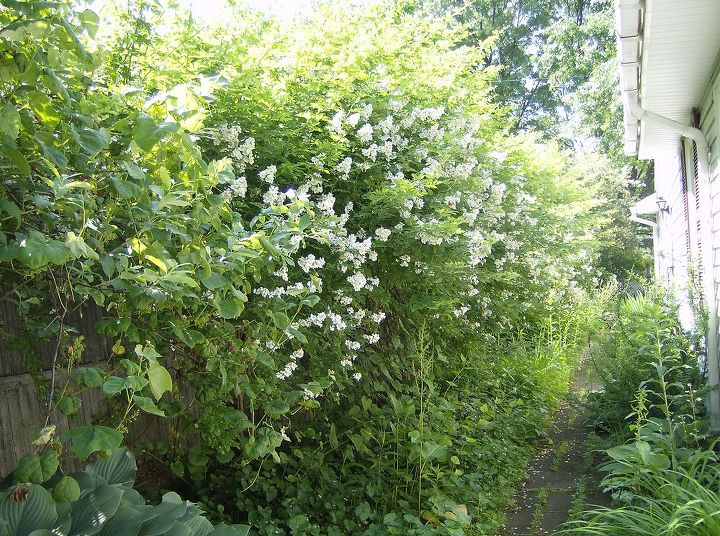 part of my front yard garden, flowers, gardening, my white rose hedge