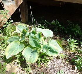 nombre de estas plantas, Mi Hosta est creciendo bien