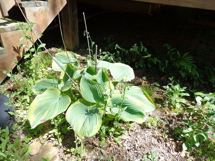 nombre de estas plantas, Mi Hosta est creciendo bien