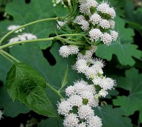 our garden fall leaves amp blooms, gardening, Native Snakeroot This is poisonous so be careful not to plant where young children might play