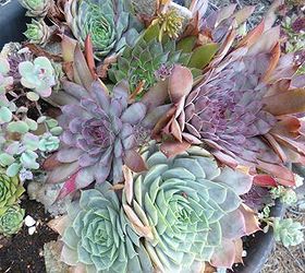 sempervivum in the fall, gardening, Subtle and lovely fall colors
