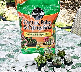 this easter hostess gift keeps on giving, gardening, succulents, Cactus soil is important when planting succulents in a small space with no drainage