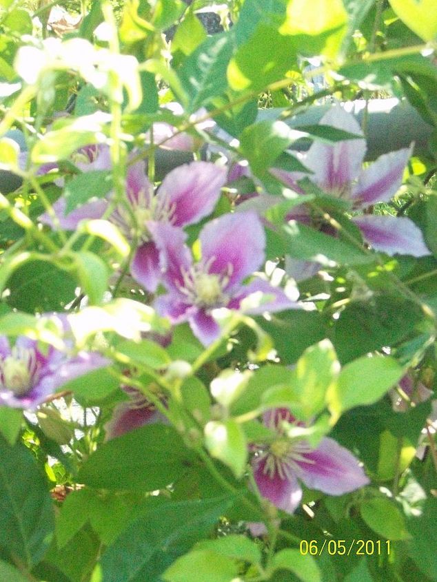 more of the clematis, gardening, I found more of my Clematis different then my other one this seems to grow straight up