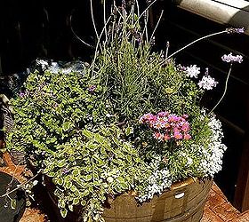 wine barrel container, container gardening, gardening, repurposing upcycling, my new wine barrel full of blooms