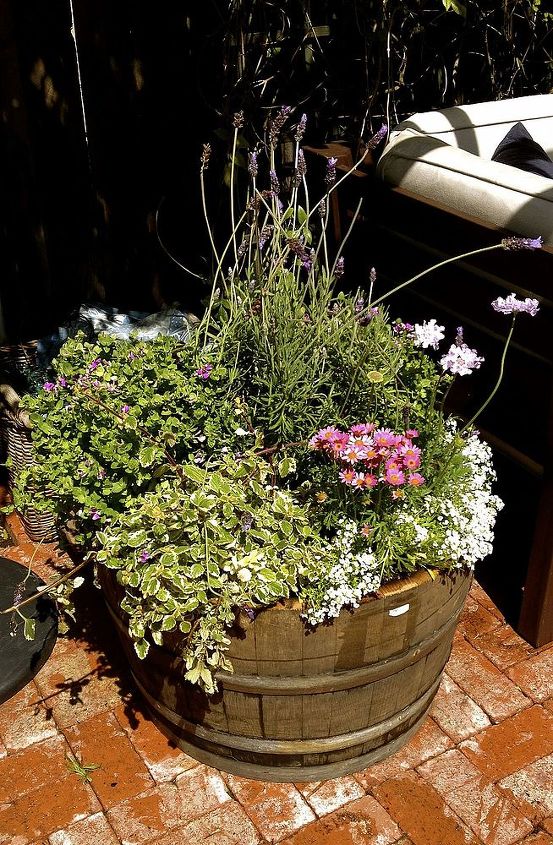 wine barrel container, container gardening, gardening, repurposing upcycling, my new wine barrel full of blooms