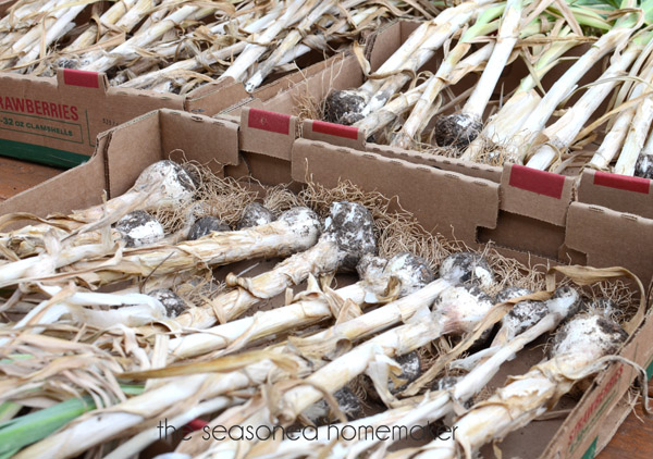 Once June rolls around, my back porch will be covered in drying garlic.