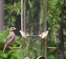catching crumbs that fall to the floor followup 3 to 8 22 s post, decks, gardening, outdoor living, pets animals, urban living, Female House Finch Enjoys Feeder Image featured with a great story