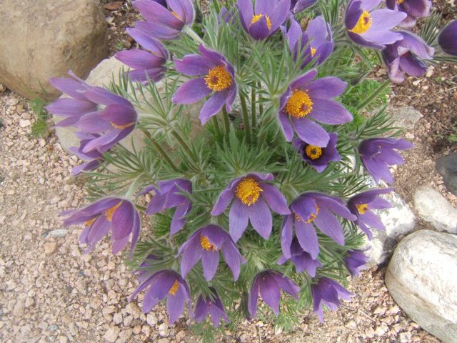 rock garden tips and plants, flowers, gardening, Pulsatilla is an excellent plant for the rock garden