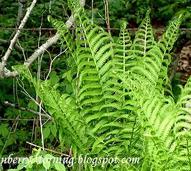 transplanting wild ferns, Wild fern and there are a ton of them growing in the ditches