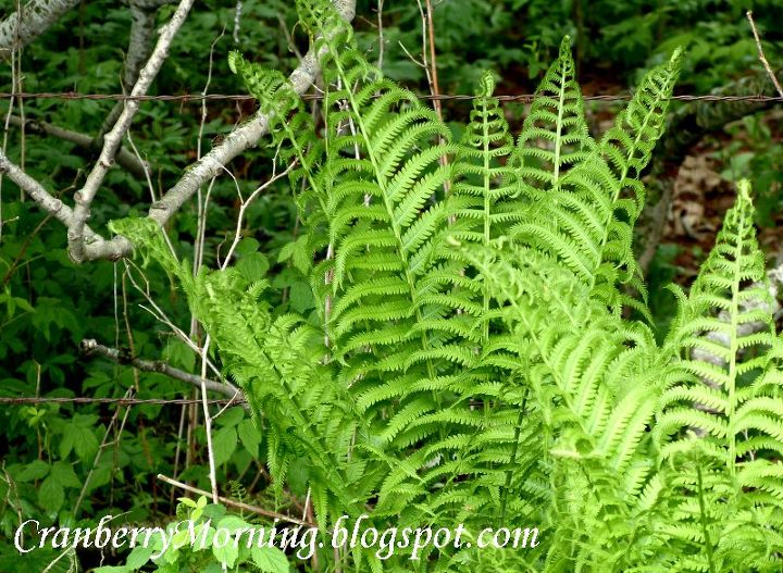 transplanting wild ferns, Wild fern and there are a ton of them growing in the ditches