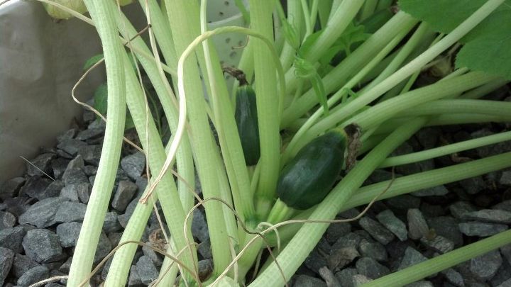 zucchini, gardening