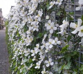 hans pardoel gardens, gardening, Sidefens filled with Clematis and Hedera