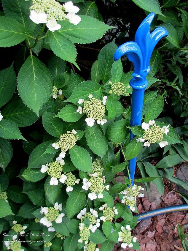 diy project hose guards from curtain rods, flowers, gardening, repurposing upcycling, new hose guard protecting the hydrangeas