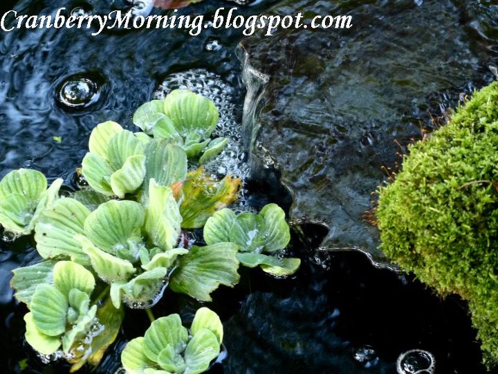 keep the garden pond clean with snails, outdoor living, ponds water features, Water lettuce in our pond next to the last waterfall