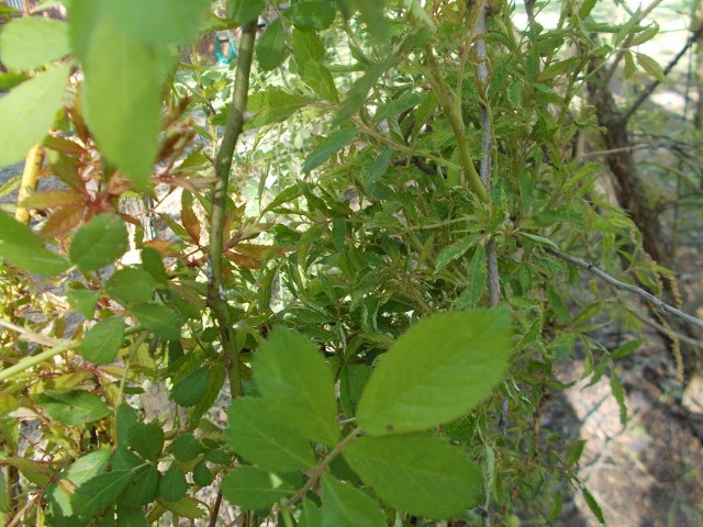 what is wrong with these climbing roses, gardening