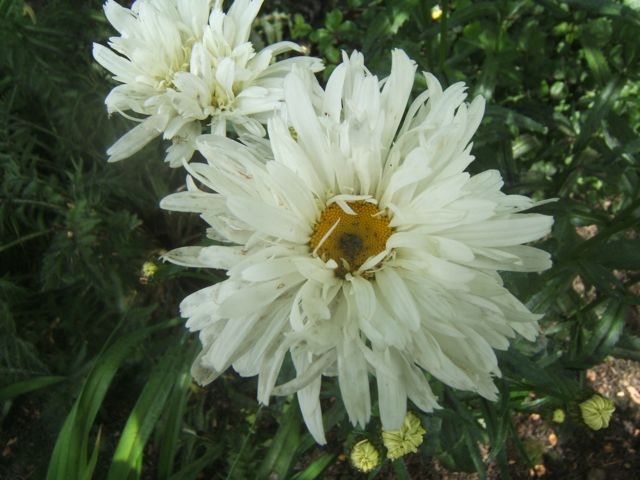 white flowers in the garden, flowers, gardening, Shasta Daisy Sensible Gardening