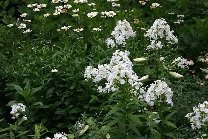 looking for a workhorse perennial with white flowers phlox panicluata david keeps, flowers, gardening, perennials, Phlox David with daisies and lilies in July