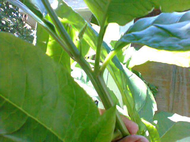 what kind of plant is this, flowers, gardening