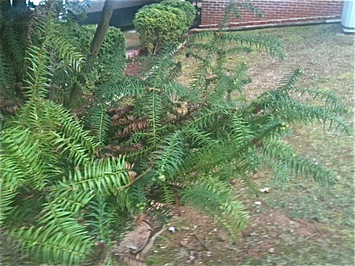 q anyone know what kind of tree this is i have it on a customers property but have, gardening, landscape