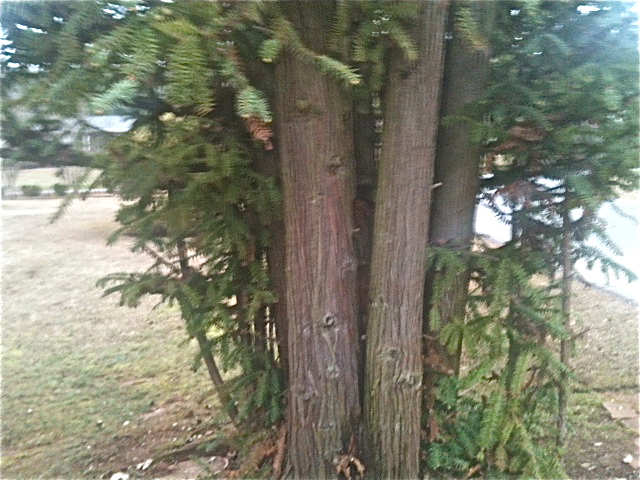 q anyone know what kind of tree this is i have it on a customers property but have, gardening, landscape