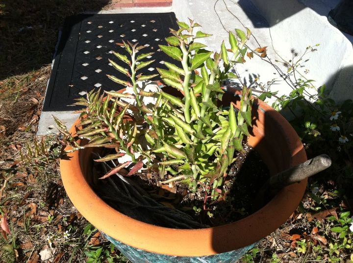 q hometalk members in florida i need an id for this plants friends from pensacola, gardening