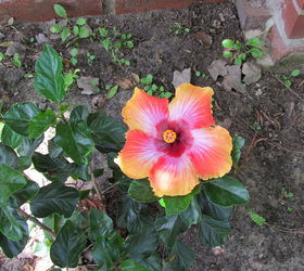 hibiscus plant how tall do they grow, flowers, gardening, hibiscus, Then I looked over by the wall and dirt and saw this lovely surprise blooming