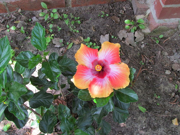 hibiscus plant how tall do they grow, flowers, gardening, hibiscus, Then I looked over by the wall and dirt and saw this lovely surprise blooming