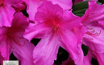 The Azaleas are Blooming!