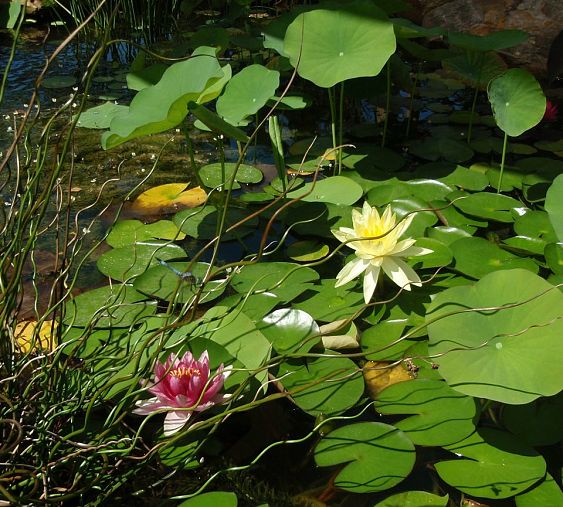 bog plants, gardening, ponds water features