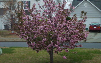 We miss our old cherry tree this spring-had to cut it down because branches kept getting diseased & died.
