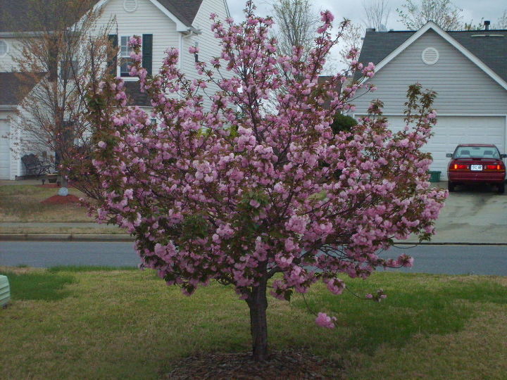 we miss our old cherry tree this spring had to cut it down because branches kept, gardening, We miss our old cherry tree this spring had to cut it down because branches kept getting diseased died