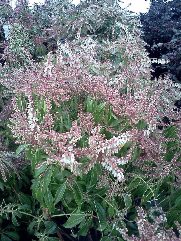 q plants in bloom today in the nursery 21 pictures, gardening, Pieris breaking bud