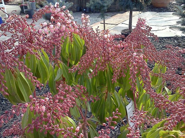 q plants in bloom today in the nursery 21 pictures, gardening, Pieris breaking bud