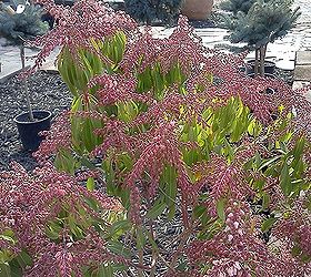 q plants in bloom today in the nursery 21 pictures, gardening, Pieris bud is almost as pretty as bloom