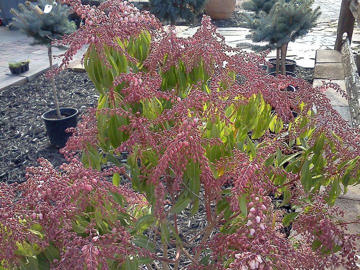 q plants in bloom today in the nursery 21 pictures, gardening, Pieris bud is almost as pretty as bloom