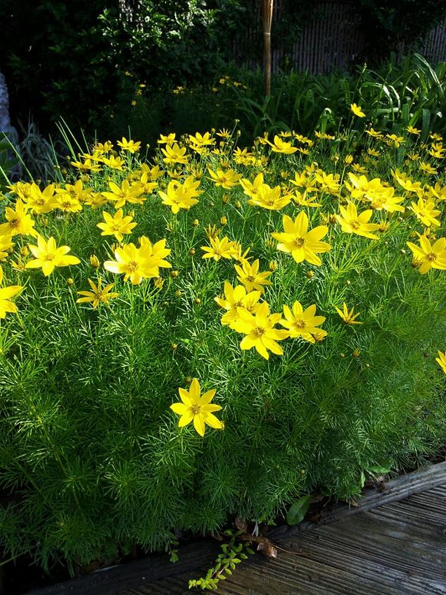 2013 early bloomers, flowers, gardening, Thread leaf Coreopsis