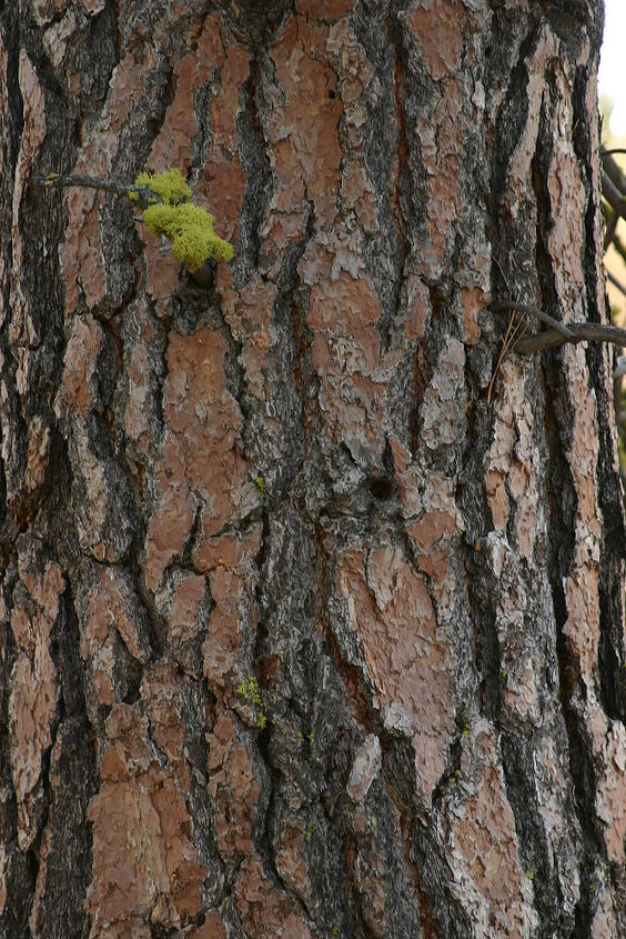 for gardeners in the west nw and sw ponderosa pine pinus ponderosa has bark that, gardening, bark of Ponderosa pine