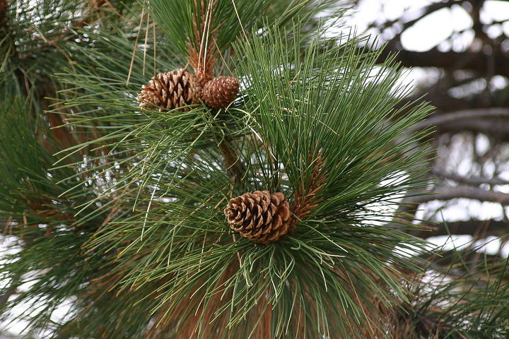 for gardeners in the west nw and sw ponderosa pine pinus ponderosa has bark that, gardening, cones of Ponderosa pine